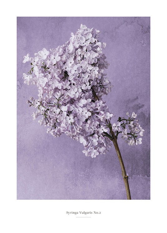  – Photographie de fleurs de syringa en lilas sur une branche, sur un fond violet avec des taches d’eau
