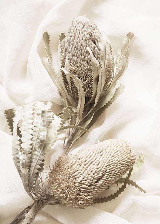  – Photographie de deux fleurs séchées en beige, sur un tissu blanc comme fond