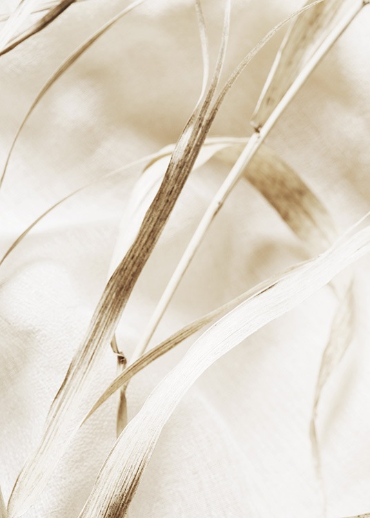  – Photographie avec gros plan d’une feuille beige sur de l’herbe séchée