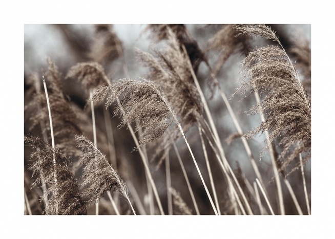  – Photographie d’herbe sèche beige dans un champ