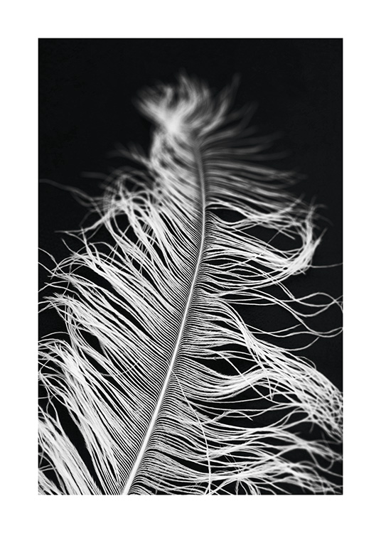  – Photographie en noir et blanc avec un gros plan d'une plume blanche sur un fond noir