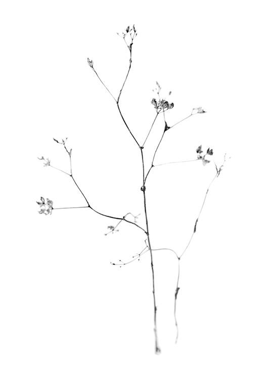  – Photographie en noir et blanc de petites fleurs sur une fine branche, sur un fond blanc