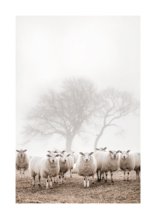  – Photographie d’un groupe de moutons dans un champ, avec des arbres et du brouillard à l’arrière-plan