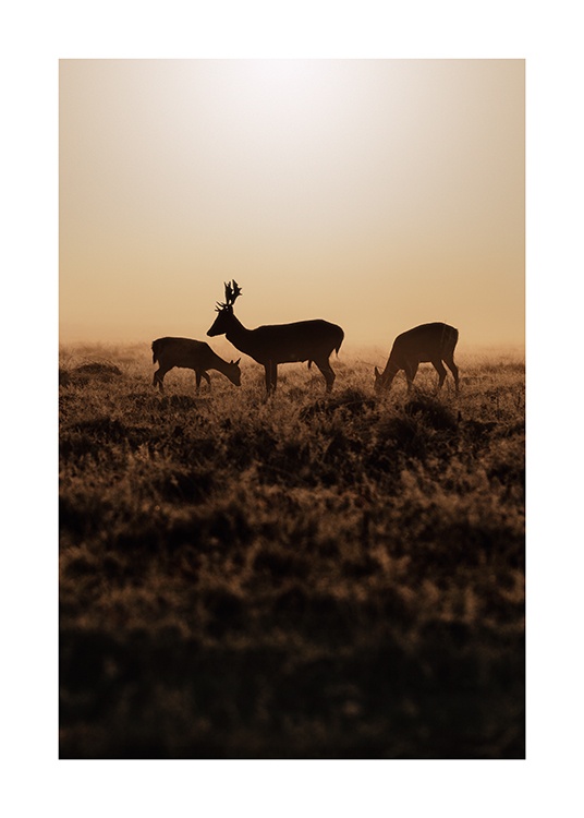  – Photographie des daims au coucher du soleil, debout dans un champ avec de l’herbe marron