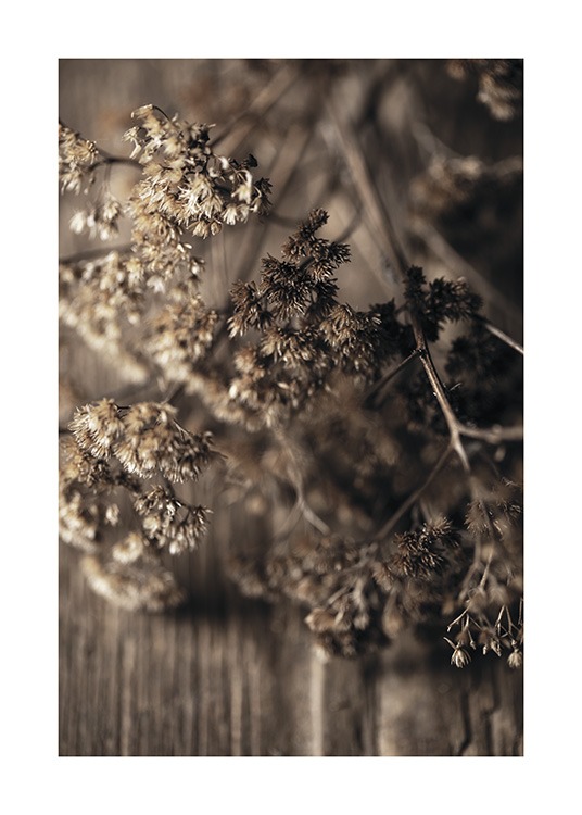  – Photographie en gros plan de fleurs de prairie séchées marron posées sur une table en bois