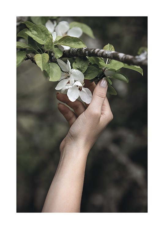  – Photographie d’une branche avec des fleurs blanches et des feuilles vertes, et une main qui les touche