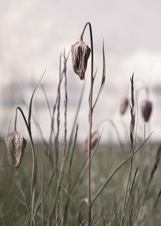  – Photographie en gros plan de fleurs et d’herbe séchées dans un champ