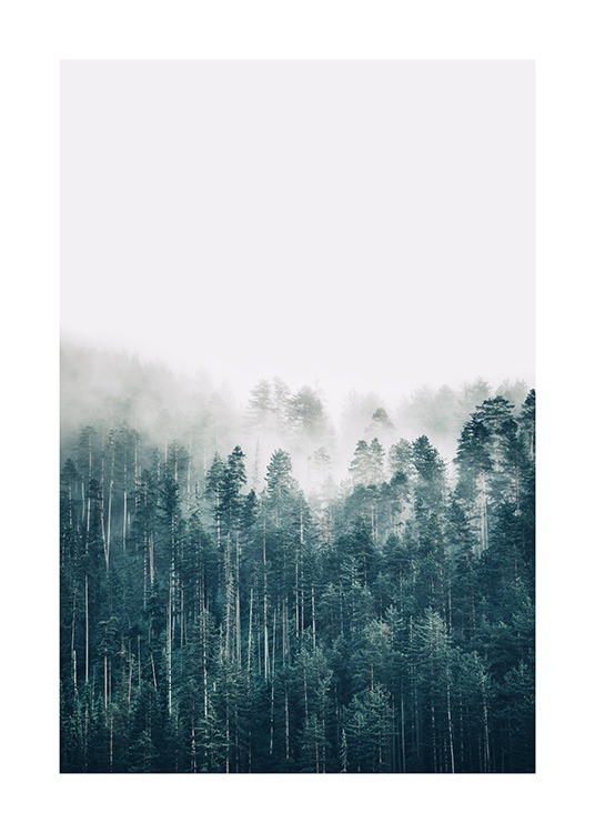  – Photographie d’une forêt de pins recouverte de brouillard