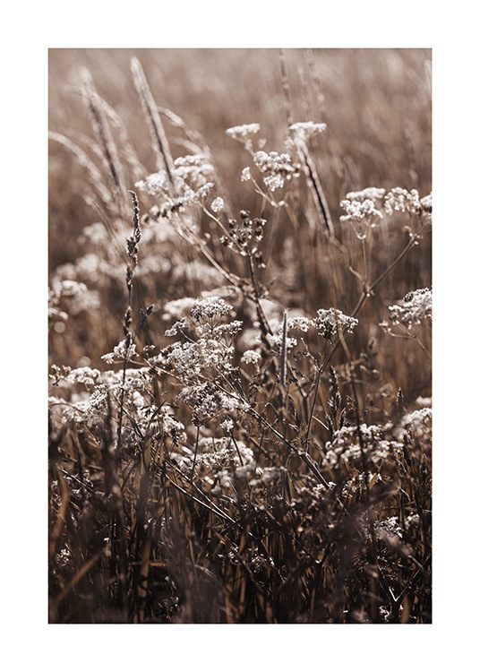  – Photographie d’un champ d’herbe avec des fleurs blanches