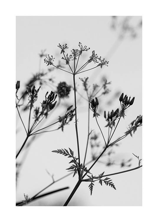  – Photographie en noir et blanc d’un bouquet de fleurs sauvages avec un fond gris clair derrière