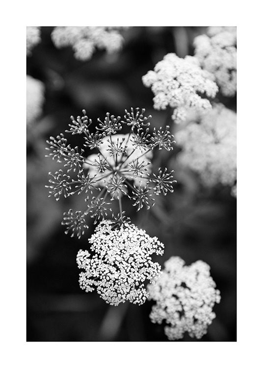  – Photographie en noir et blanc de petites fleurs blanches sur un fond flou