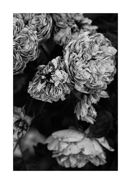  – Photographie en noir et blanc d'un bouquet de roses