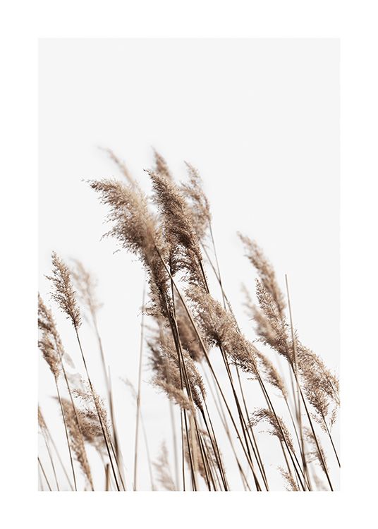  – Photographie d’un groupe de roseaux beiges, balayés par le vent