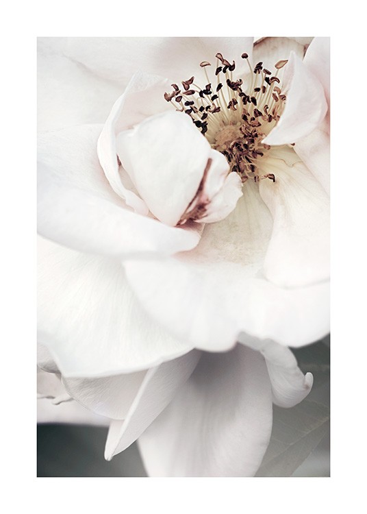  – Photographie en gros plan du cœur d’une rose blanche
