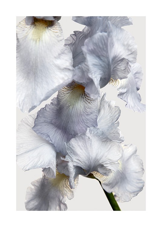  – Photographie en gros plan d’un iris bleu clair sur un fond gris clair