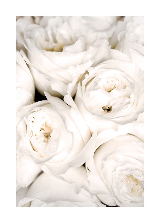  – Photographie en gros plan de roses blanches regroupées les unes à côté des autres