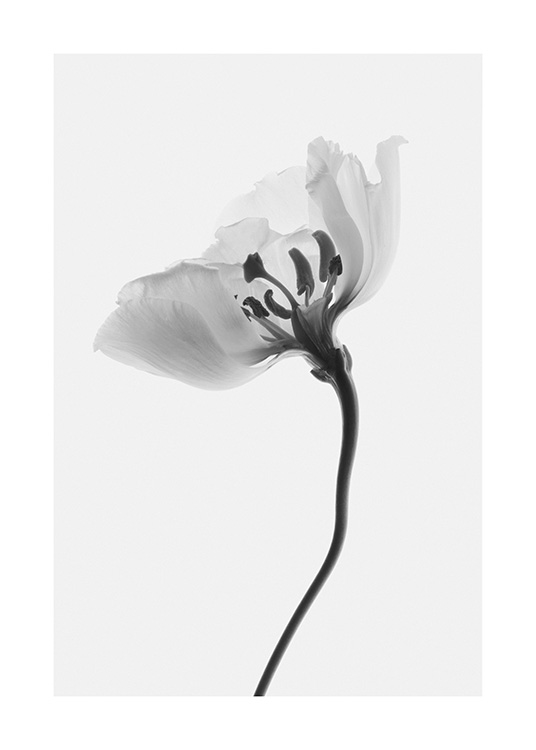  – Photographie en noir et blanc d’une fleur vue de côté, sur un fond gris clair