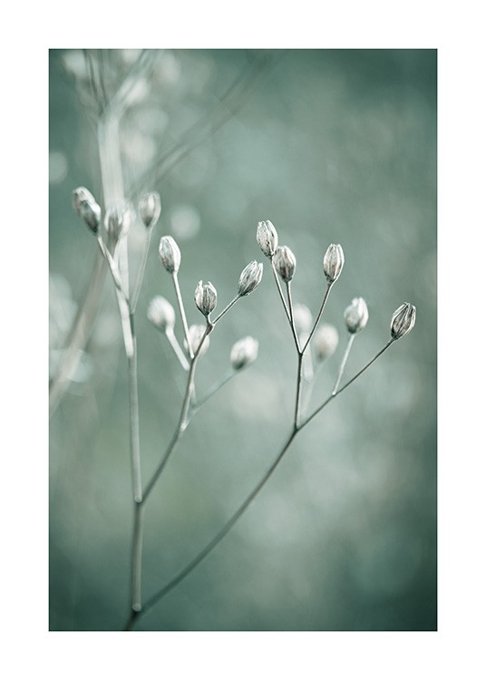  – Photographie en gros plan de bourgeons blancs sur un fond vert flou