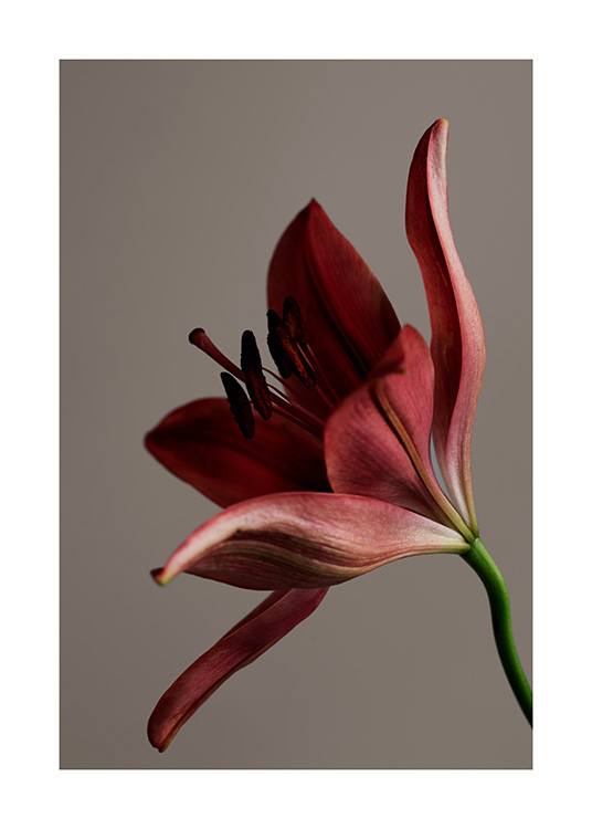 – Photographie en gros plan d’une fleur en rouge, sur un fond marron