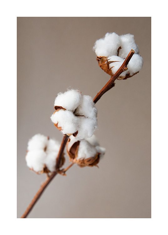 – Photographie de fleurs de coton blanches sur une branche, sur un fond beige