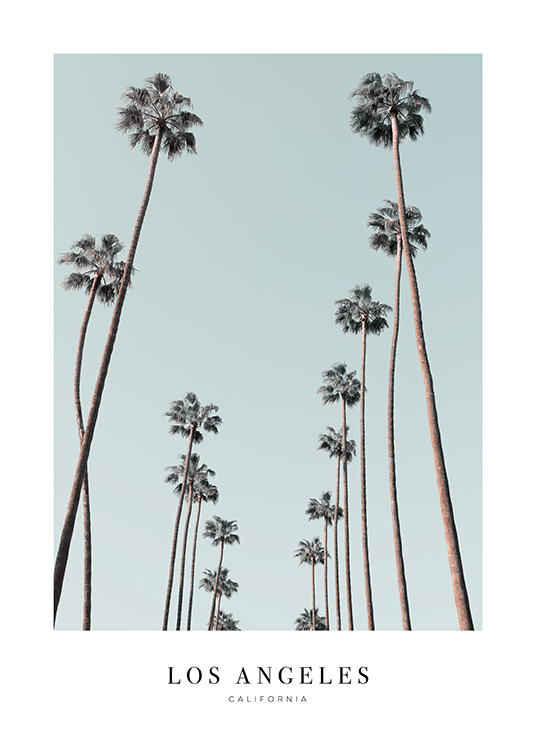  – Photographie en noir et blanc d’un groupe de grands palmiers avec un ciel bleu à l’arrière-plan et du texte dessous