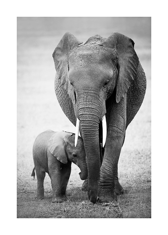  – Photographie en noir et blanc d’un éléphanteau et de son parent marchant dans le désert