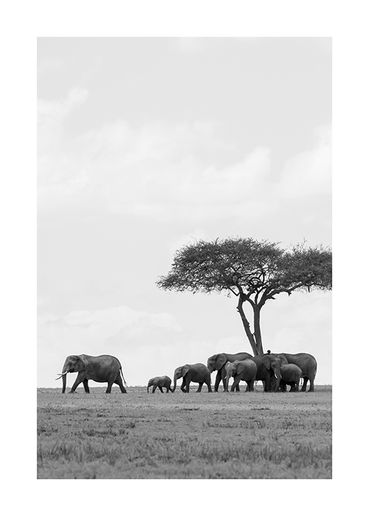  – Photographie en noir et blanc d’un troupeau d’éléphants sous un arbre dans le désert