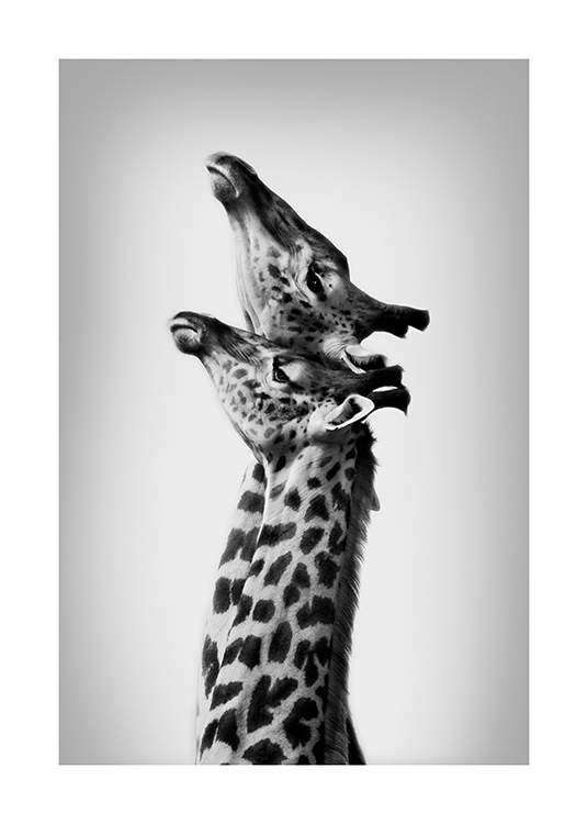  – Photographie en noir et blanc d’un duo de girafes étirant leur cou