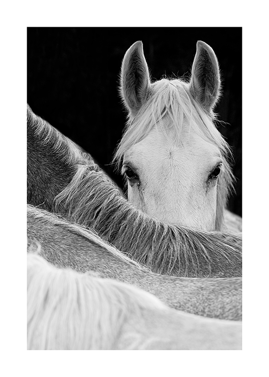  – Photographie en noir et blanc d’un cheval regardant fixement par-dessus le dos d’un autre cheval