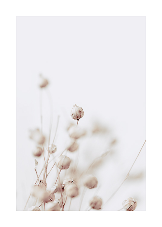  – Photographie en gros plan de bourgeons de fleur séchés en beige sur un fond gris clair