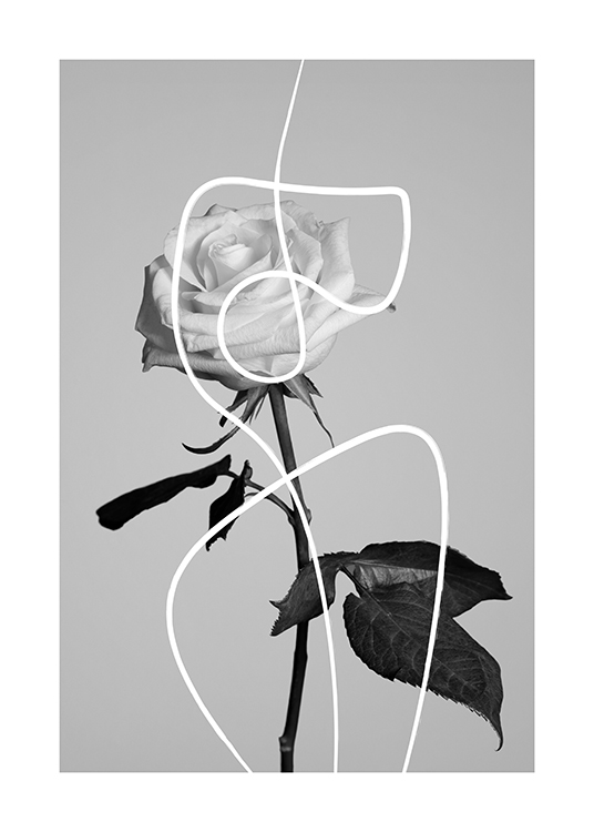  – Photographie en noir et blanc d’une rose recouverte d’une ligne blanche abstraite