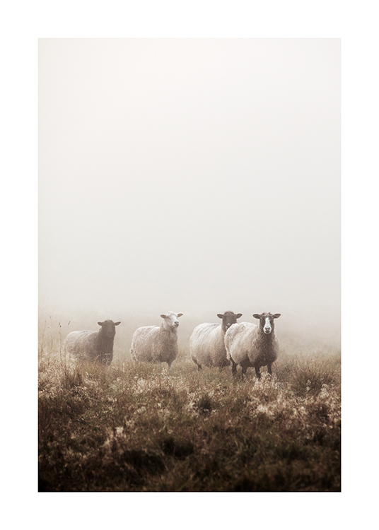  – Photographie de moutons regroupés dans un champ d’herbe, sous la brume