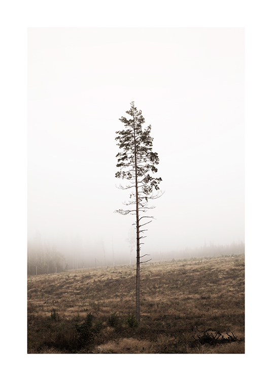  – Photographie d’un unique pin avec un tronc dépouillé, avec une forêt brumeuse à l’arrière-plan