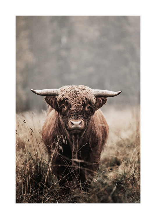  – Photographie d’une vache écossaise marron regardant devant elle, dans un champ d’herbe