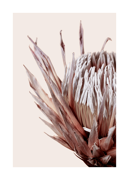  – Photographie en gros plan d’un Protea en rose sur un fond beige clair