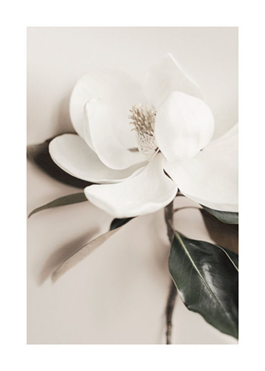  – Photographie en gros plan d’une fleur avec des pétales blancs et des feuilles vertes, sur un fond beige
