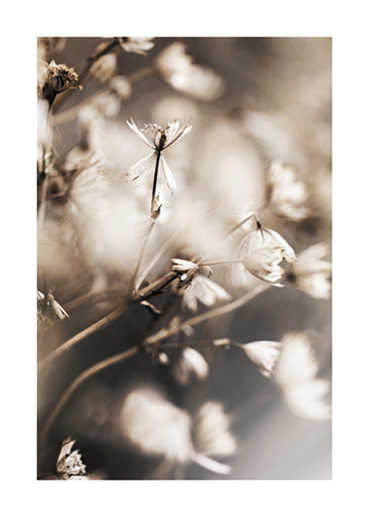  – Photographie en gros plan de petites fleurs en beige clair avec un fond flou