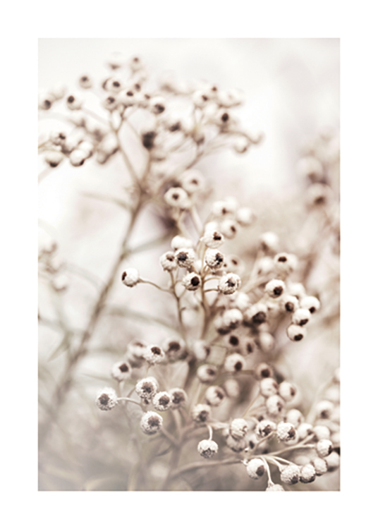  – Photographie d’un groupe de petites fleurs en blanc avec un cœur marron, sur un fond clair