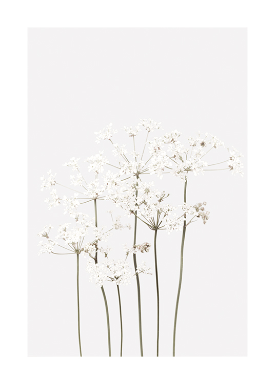  – Ensemble de fleurs tentaculaires en blanc avec des tiges vertes, sur un fond gris clair