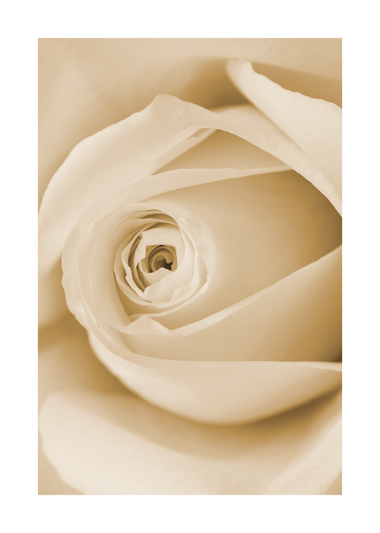  – Photographie en gros plan des pétales intermédiaires d’une rose jaune