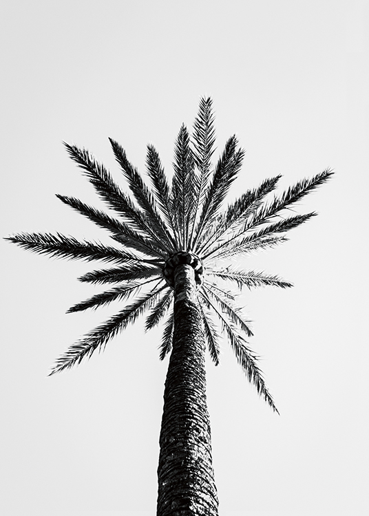 – Photographie en noir et blanc d’un grand palmier vu de dessous