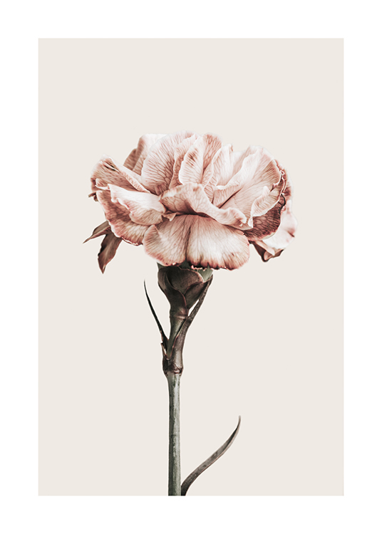  – Photographie d’une fleur avec des pétales à rayures roses et une tige verte, sur un fond beige clair