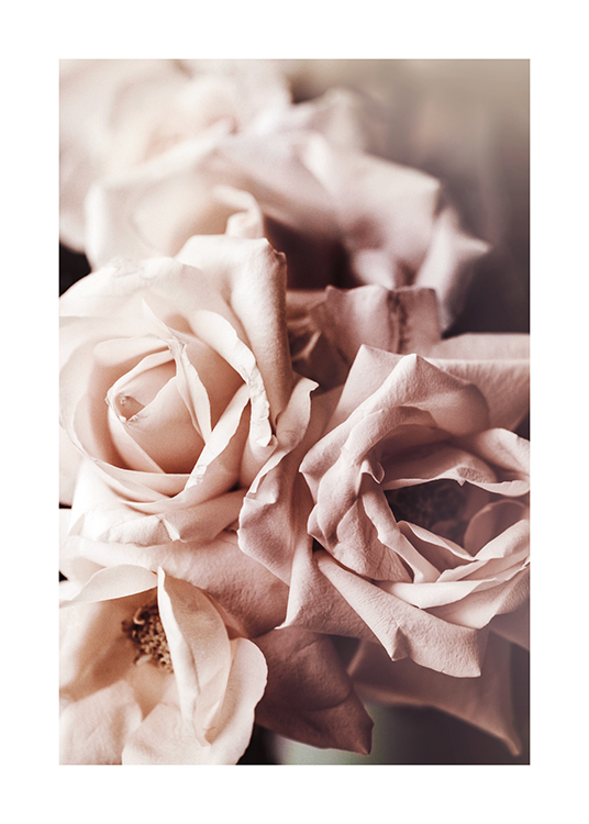  – Photographie en gros plan de quelques roses roses