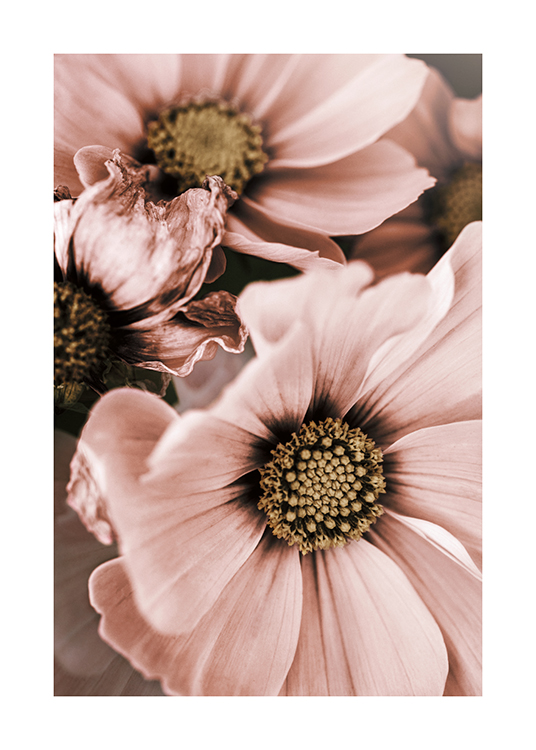  – Photographie en gros plan de deux fleurs roses avec un centre beige
