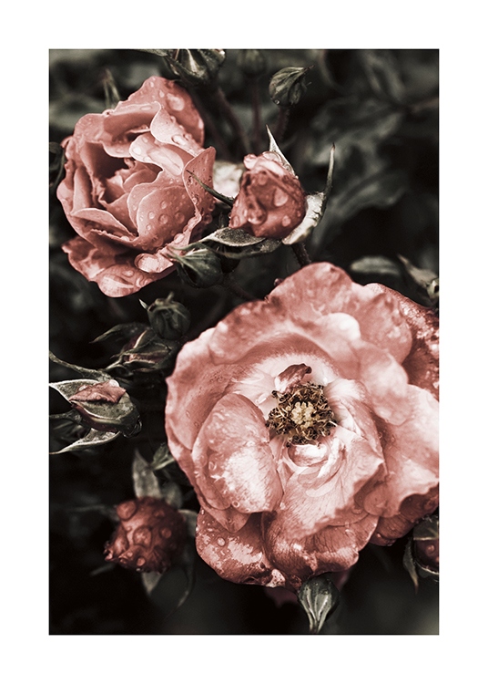  – Photographie de grandes fleurs roses avec des taches blanches et des gouttelettes d’eau, sur un fond vert foncé