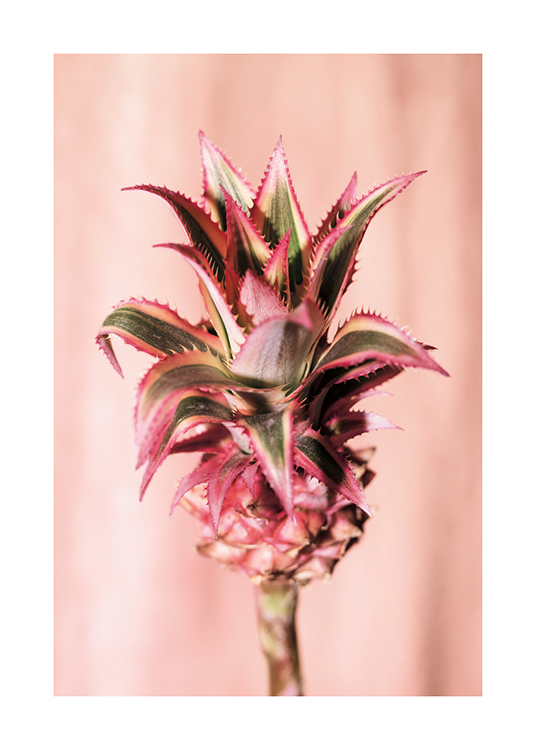  – Photographie d’une fleur d’ananas avec un fond rose pâle