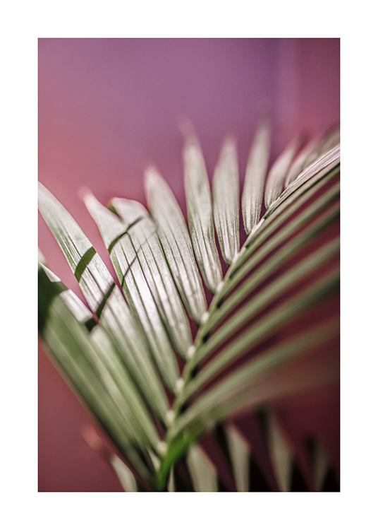  – Photographie d’une feuille de palmier avec un fond rose