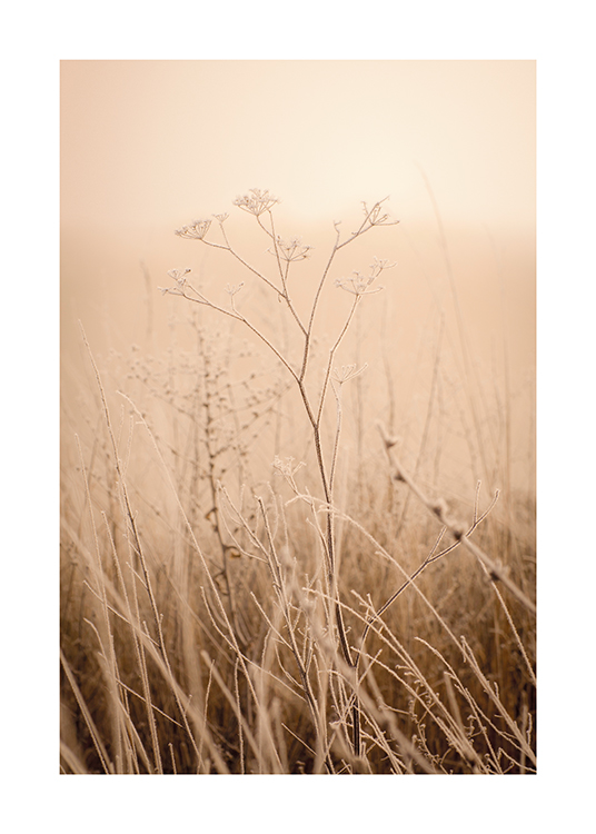  – Photographie d’un champ d’herbe brumeux avec des fleurs séchées