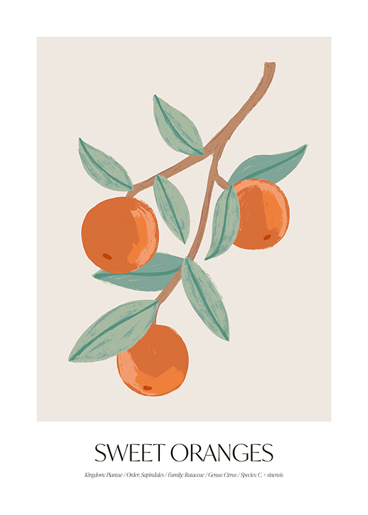  – Illustration d’une branche avec des oranges et des lames sur un fond beige clair