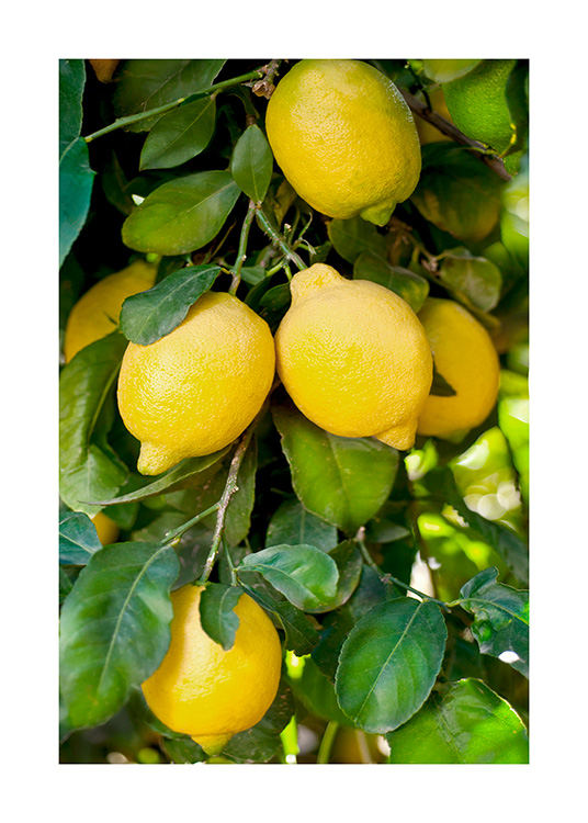  – Photographie d’un groupe de citrons jaunes et de feuilles vertes